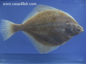 Foto Galerie/Pleuronectiformes/Platichthys flesus/Platichthys flesus_04_S.jpg